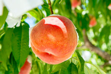 画像をギャラリービューアに読み込む, 夢のようにジューシーな桃『夢みずき』桃王国・山梨の次世代オリジナル品種