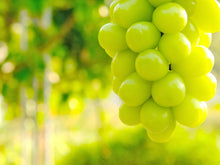 画像をギャラリービューアに読み込む, 樹上完熟『ゴールデン シャインマスカット』最高に甘い逸品をお得な2kg詰め合わせで
