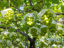 画像をギャラリービューアに読み込む, 樹上完熟『ゴールデン シャインマスカット』最高に甘い逸品をお得な2kg詰め合わせで