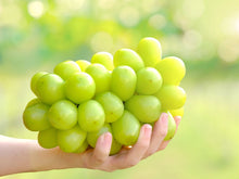 画像をギャラリービューアに読み込む, 樹上完熟『ゴールデン シャインマスカット』最高に甘い逸品をお得な2kg詰め合わせで