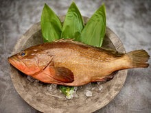 画像をギャラリービューアに読み込む, 幻の超高級魚「キジハタ(アコウ)」釣りものを活け〆で最高に美味しい白身の逸品