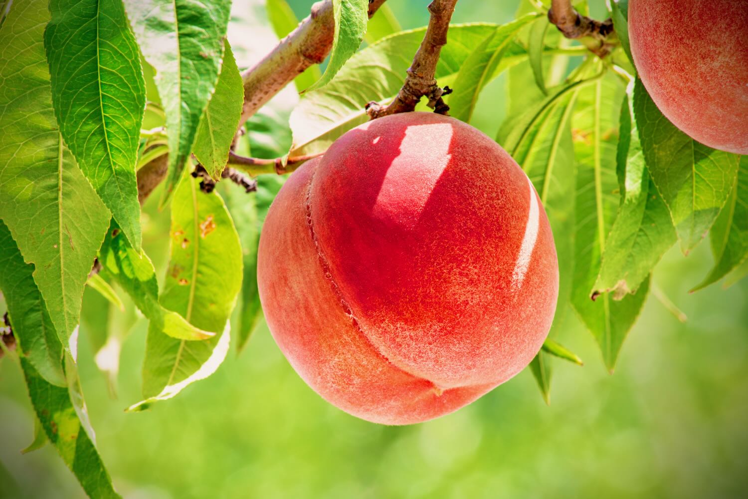 山梨県限定・まったく新しい次世代の桃『夢桃香』新食感・高糖度の超希少品種