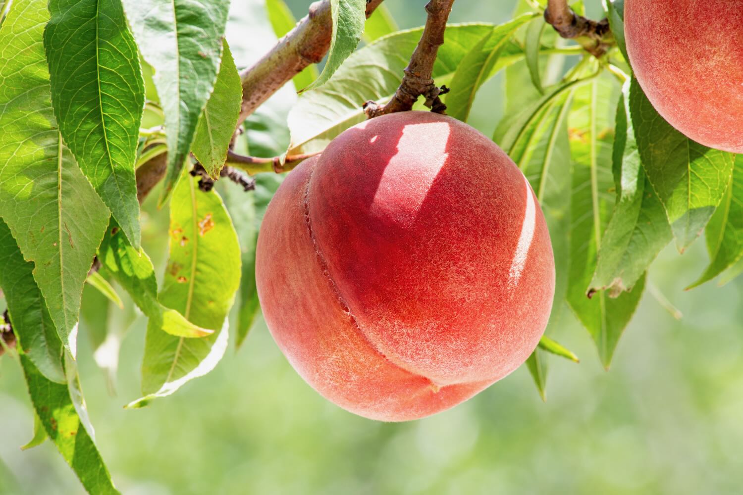 糖度20度『 神桃 』 希少品種『あまとう』を山梨県八代の名人が高糖度