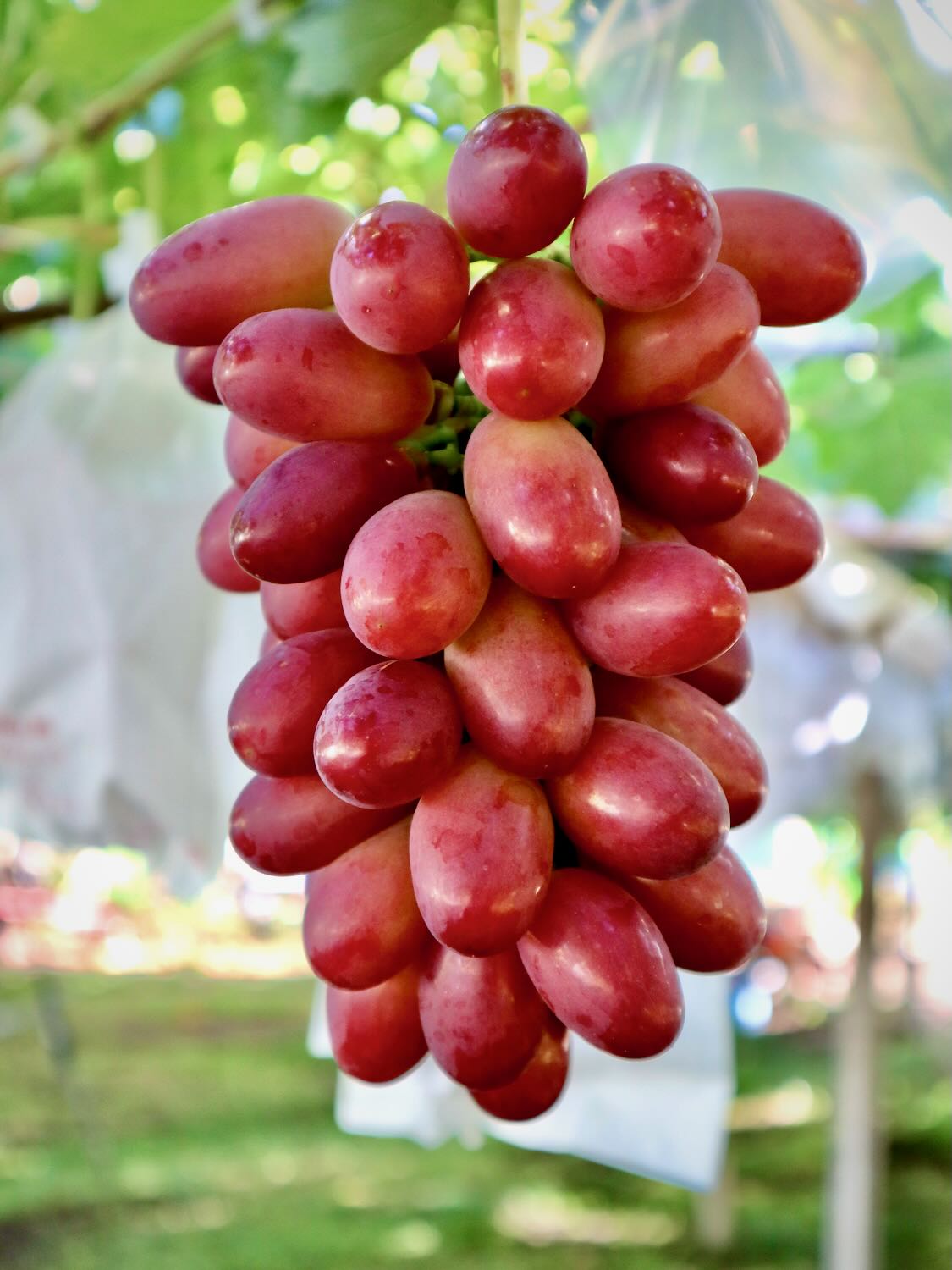 特選ぶどう – KUUCA