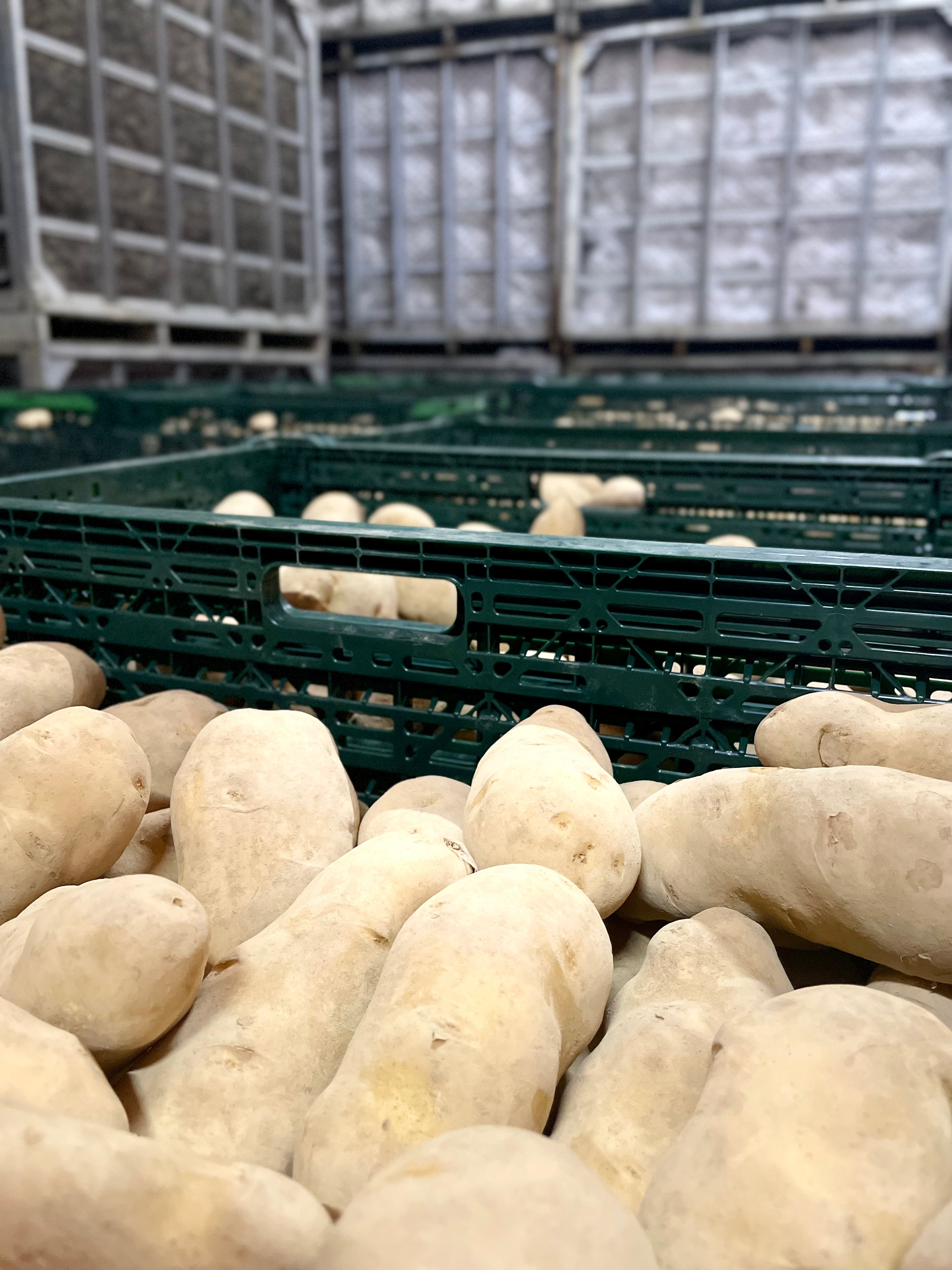 18ヶ月熟成「雪蔵甘熟メークイン」二冬熟成が生んだ濃密な甘さの