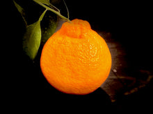 画像をギャラリービューアに読み込む, 【糖度17度以上】奇跡の『不知火』樹上完熟で生まれた高い糖度と優しい酸味の至高の柑橘
