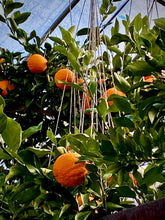 画像をギャラリービューアに読み込む, 【糖度17度以上】奇跡の『不知火』樹上完熟で生まれた高い糖度と優しい酸味の至高の柑橘
