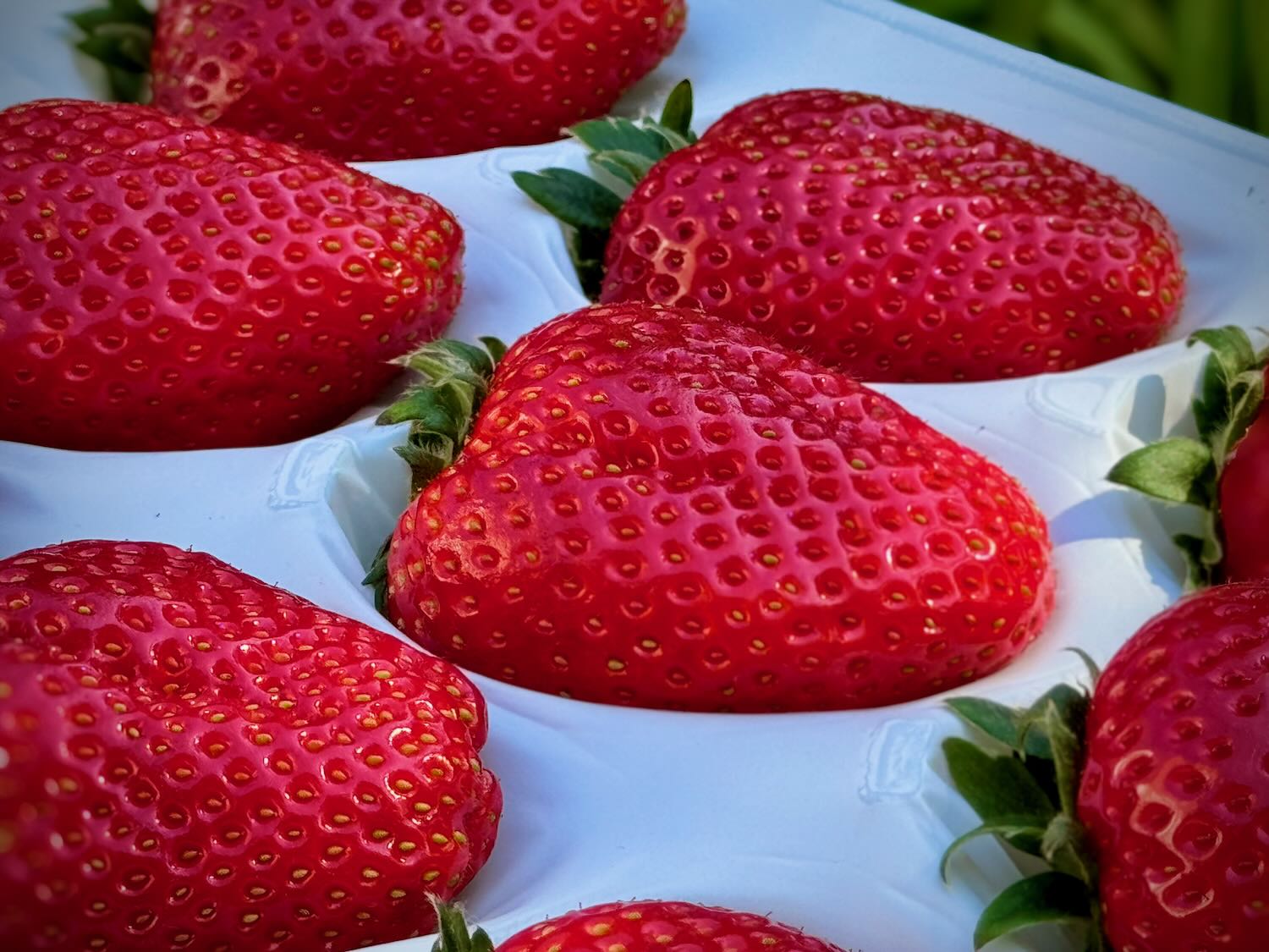 寒熟 超レアいちご『レッド山崎』 低温長期栽培と『寒熟』で作られる最