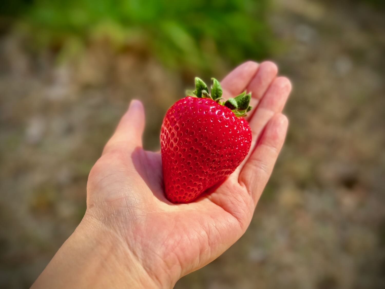 IMG_0268.jpg?v=1737648007&