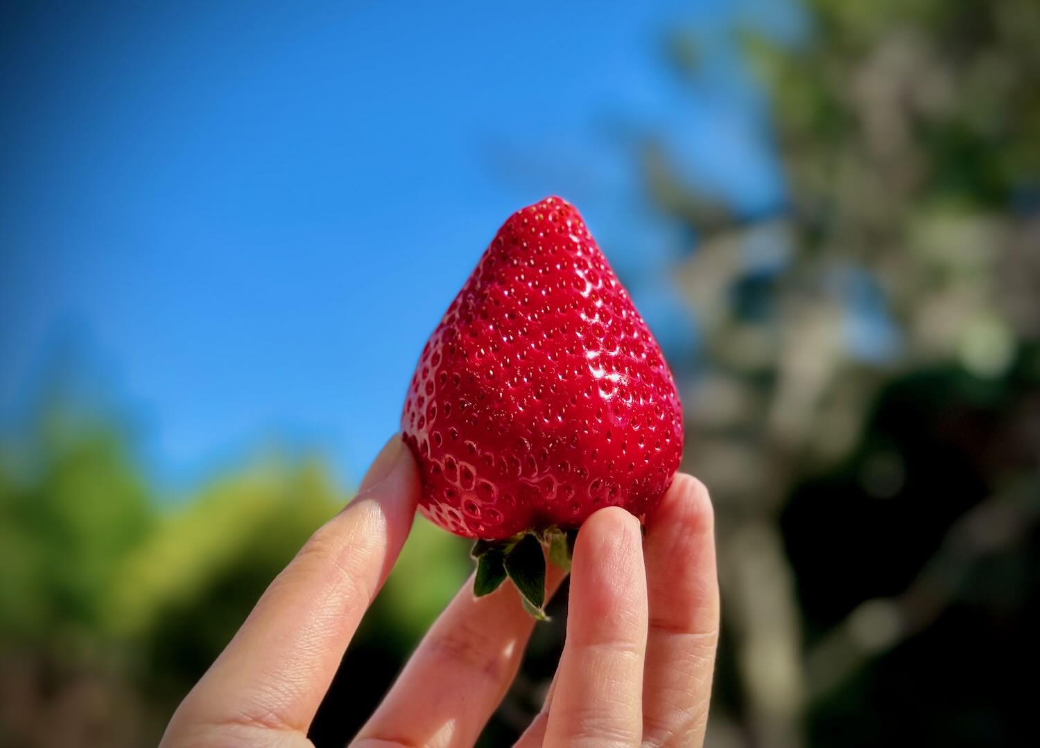 寒熟 超レアいちご『レッド山崎』 低温長期栽培と『寒熟』で作られる最