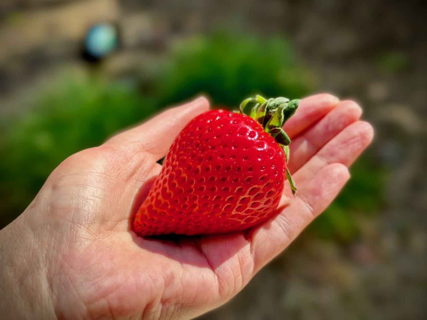 IMG_0325_1500x.jpg?v=1737647756