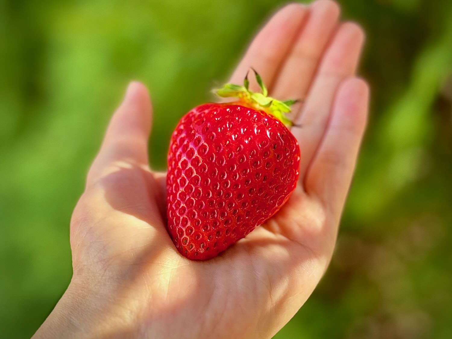 あまりんページ あまりん」「かおりん」「べにたま」埼玉県の新品種いちごがアツい