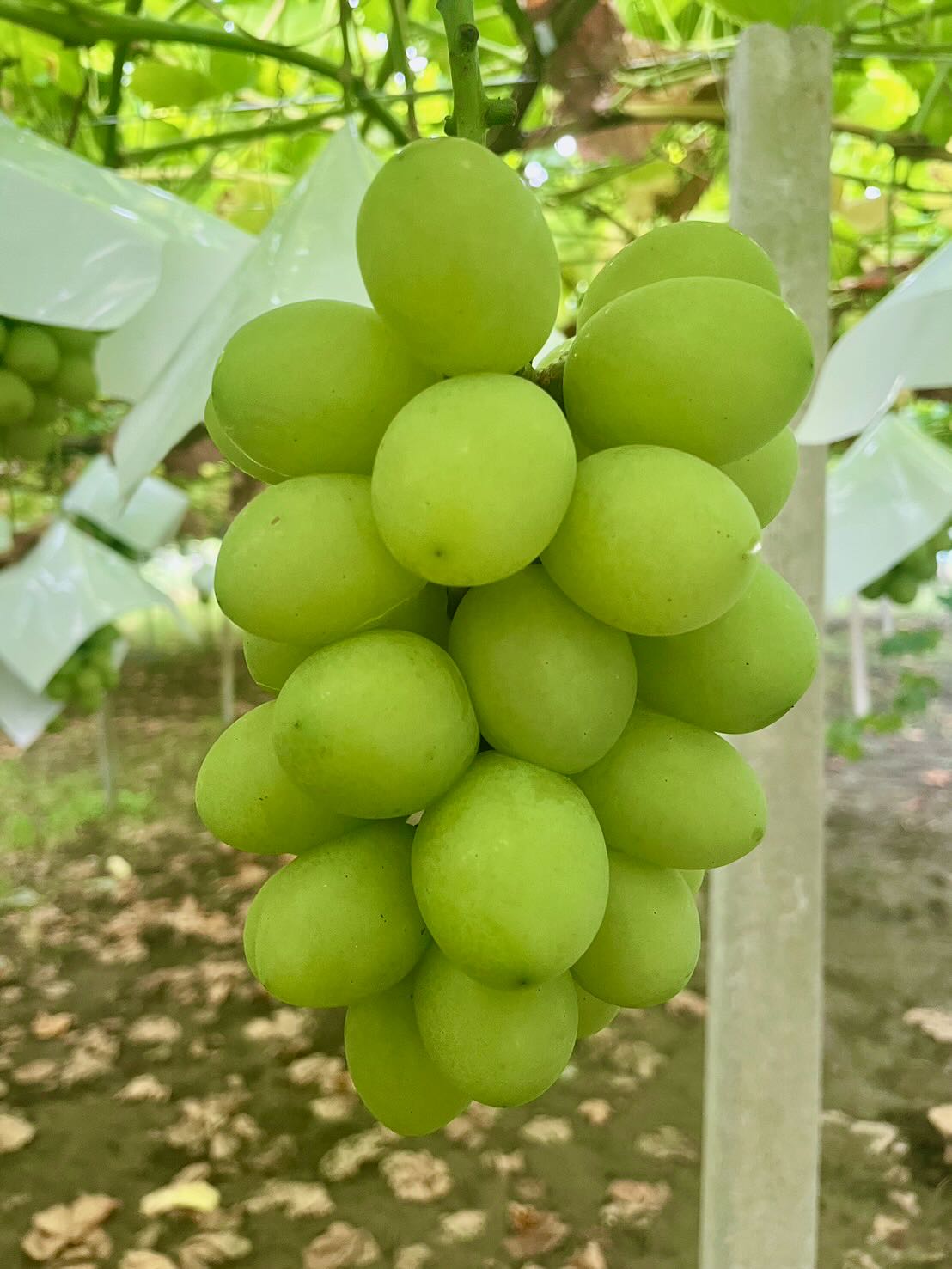 山梨オリジナル品種『ジュエルマスカット』【 超希少 】 皮が薄く