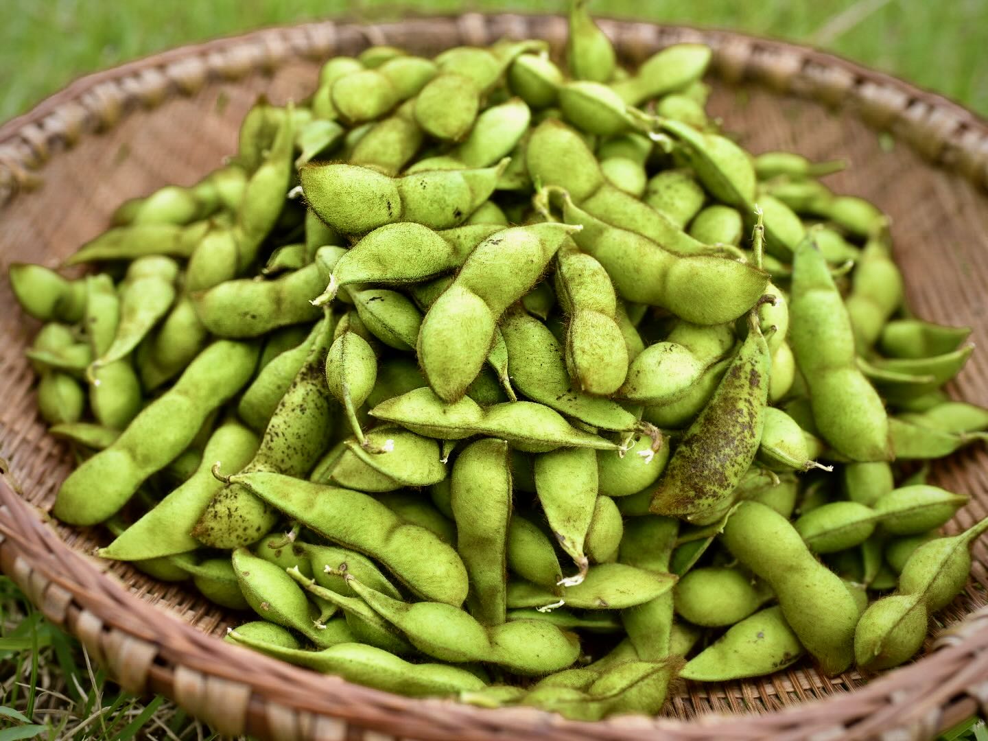 幻の枝豆『京都・新丹波-黒-』 丹波篠山の「丹波黒」から選抜