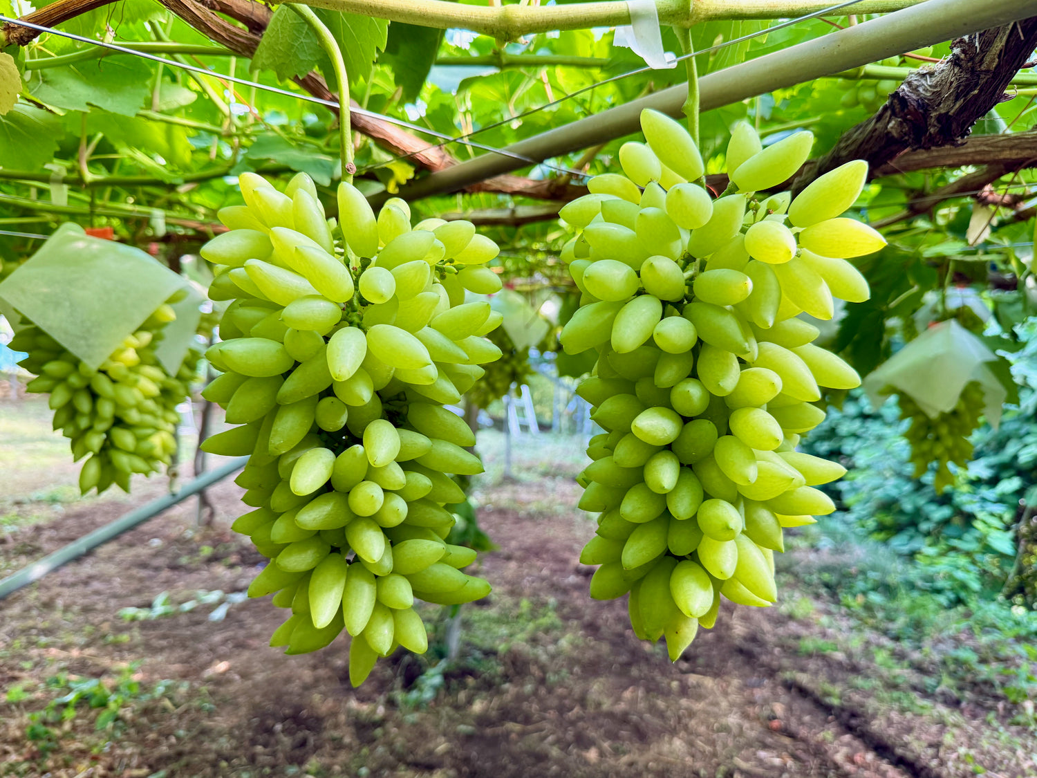 ピッテロビアンコ 激レア！『ピッテロビアンコ』手が止まらないほど美味しいブドウ