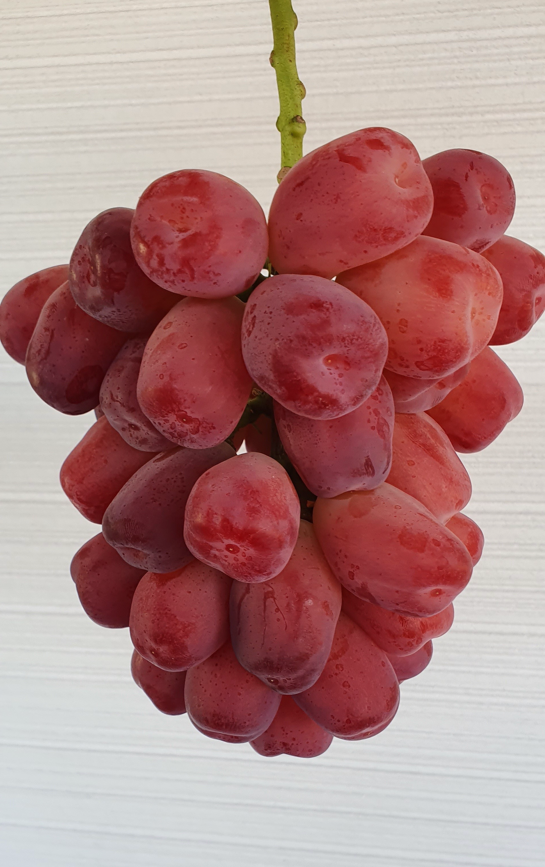 レッドシャインマスカット『美和姫』ブラックシャインマスカットの兄弟 レッドシャインマスカット『美和姫』ブラックシャインマスカットの兄弟