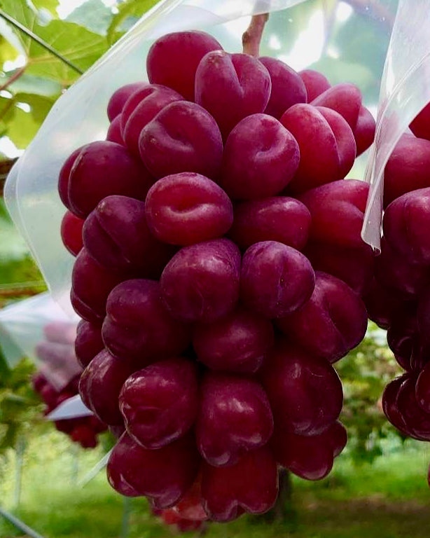 IMG_7862_7c36f8d4-3f88-4cca-