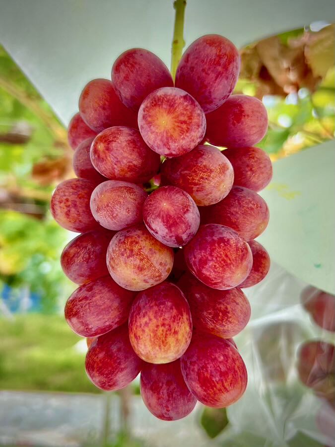 IMG_9422.jpg?v=1723275072&