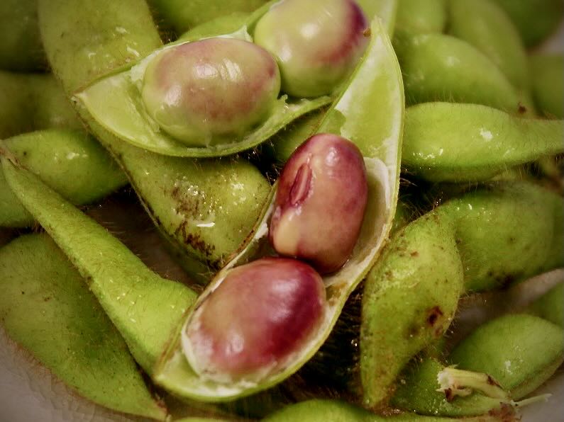 幻の枝豆『京都・新丹波-黒-』 丹波篠山の「丹波黒」から選抜され