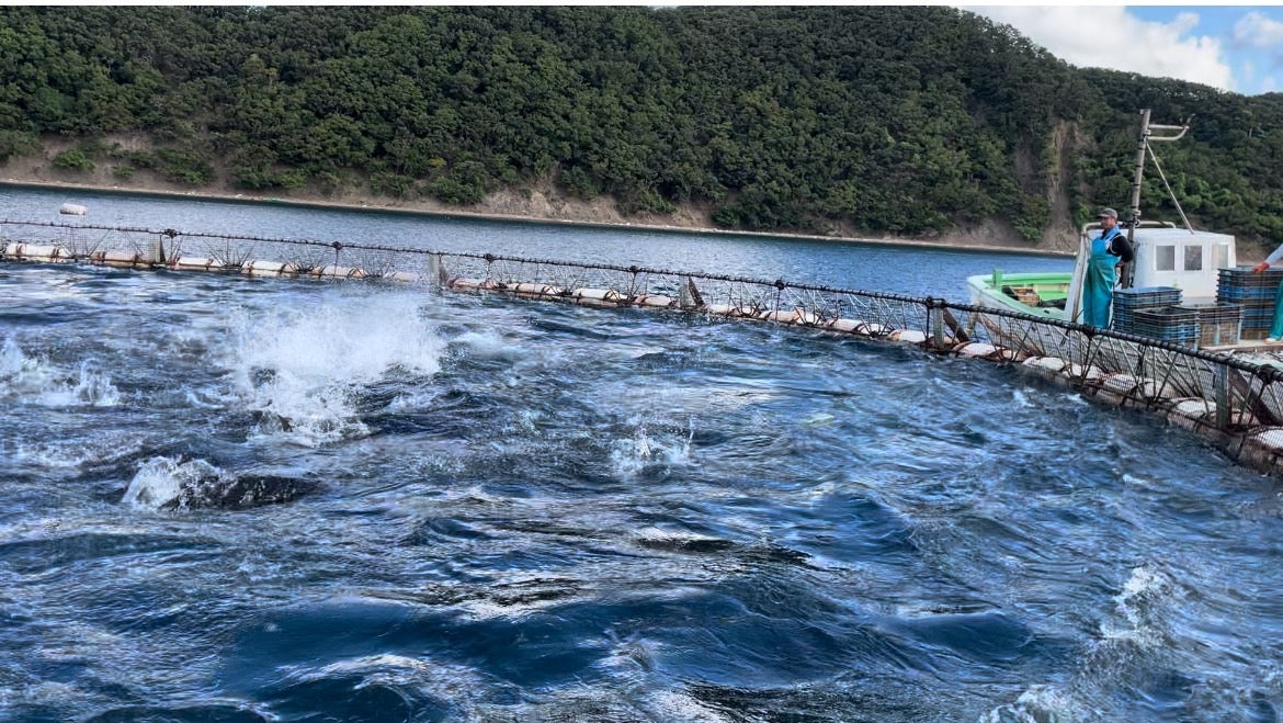 対馬産『生本マグロ』 天然を超える養殖・本マグロを冷凍せずに