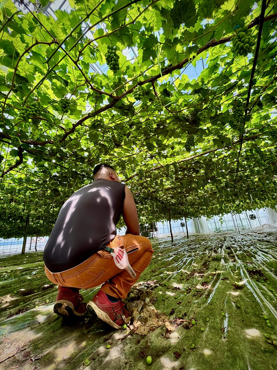 S__230613000_0.jpg?v=