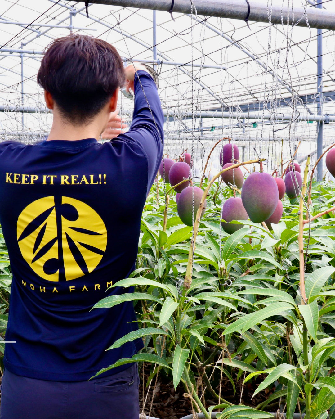 目利きのプロから選ばれる「沖縄県産・アップルマンゴー」大玉500g超の