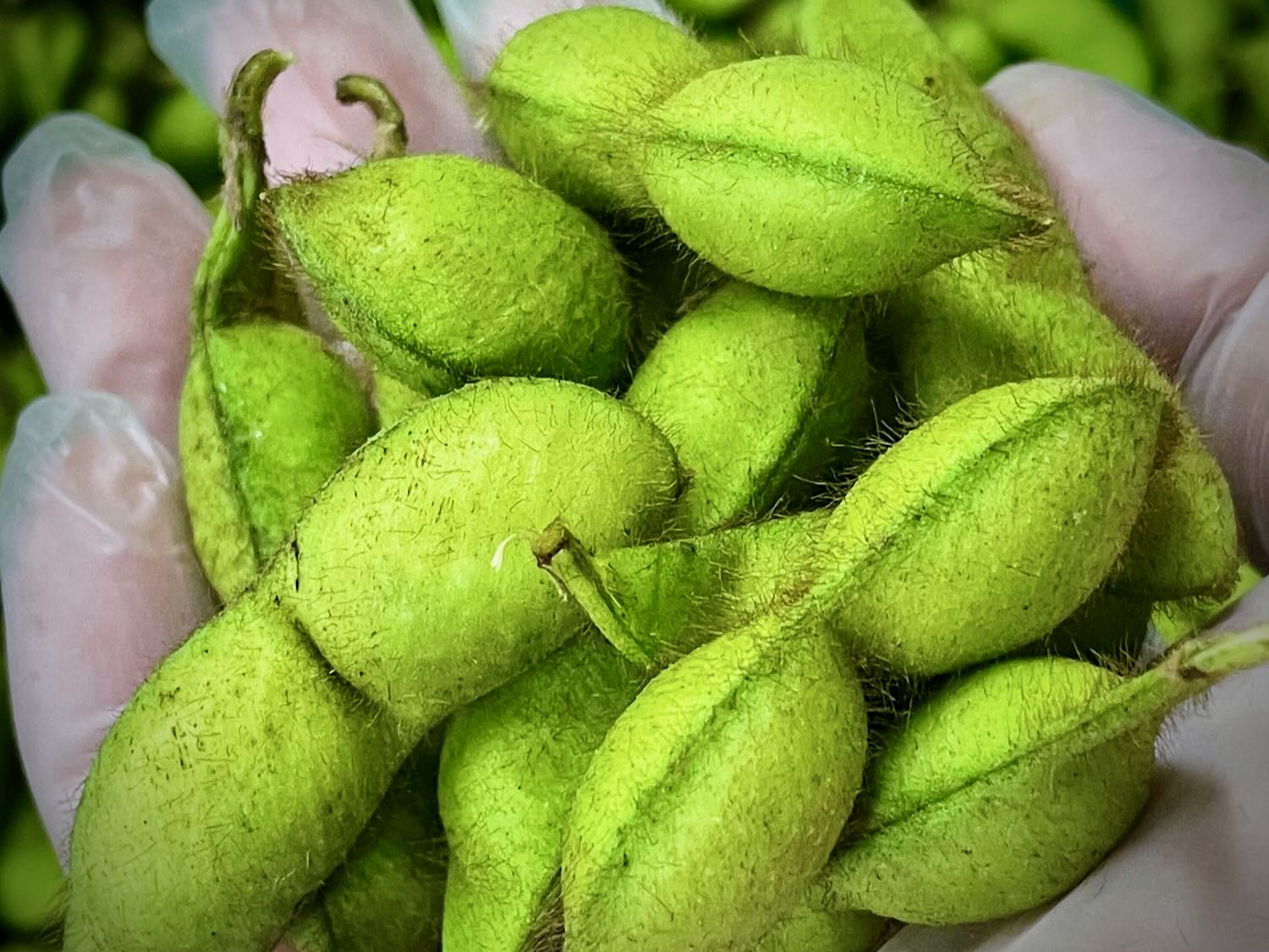 image3_52.jpg?v=1758614641&