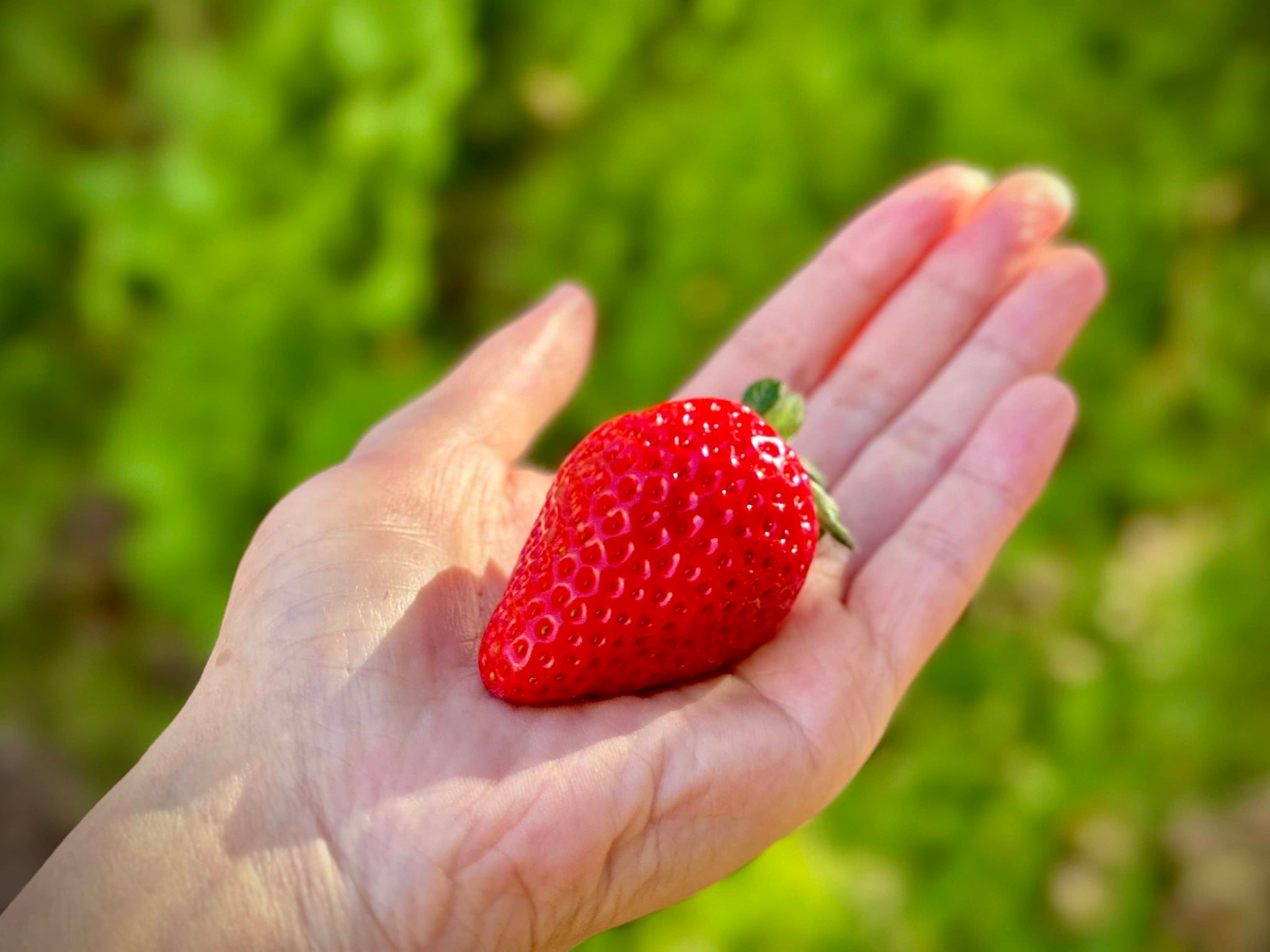 プレミアムいちごコレクション – KUUCA