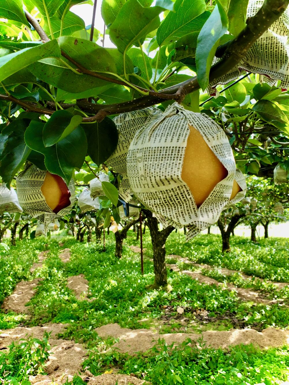 梨　豊水　成木 hanahiroba_tnjs-042t001-01