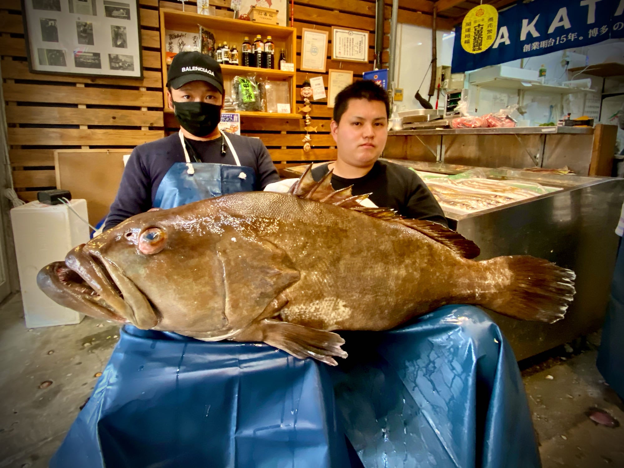 九州の天然クエ（アラ）10-11kg｜-魚のプロ「おぎはら鮮魚店