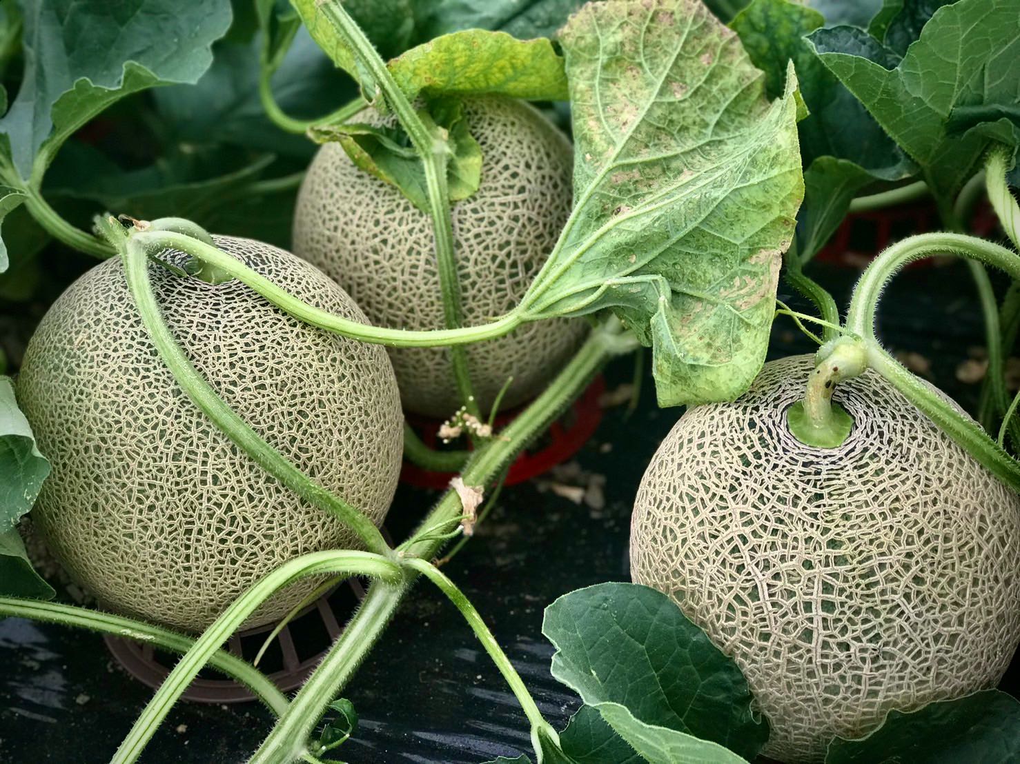 IMG_1611.jpg?v=1660574019&