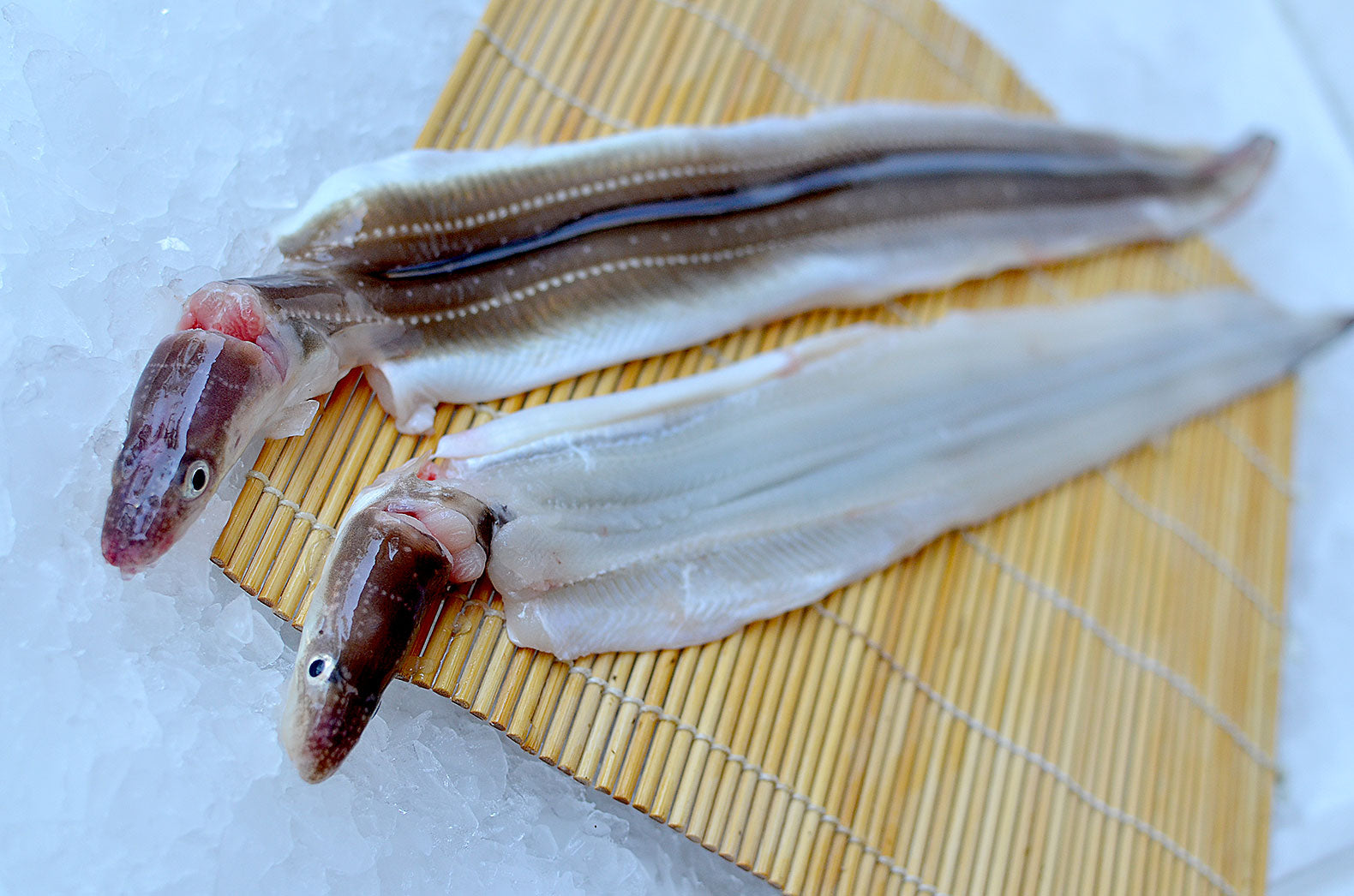 秘境 対馬の刺身で食べる「黄金あなご」・食通の視線を集める最高の