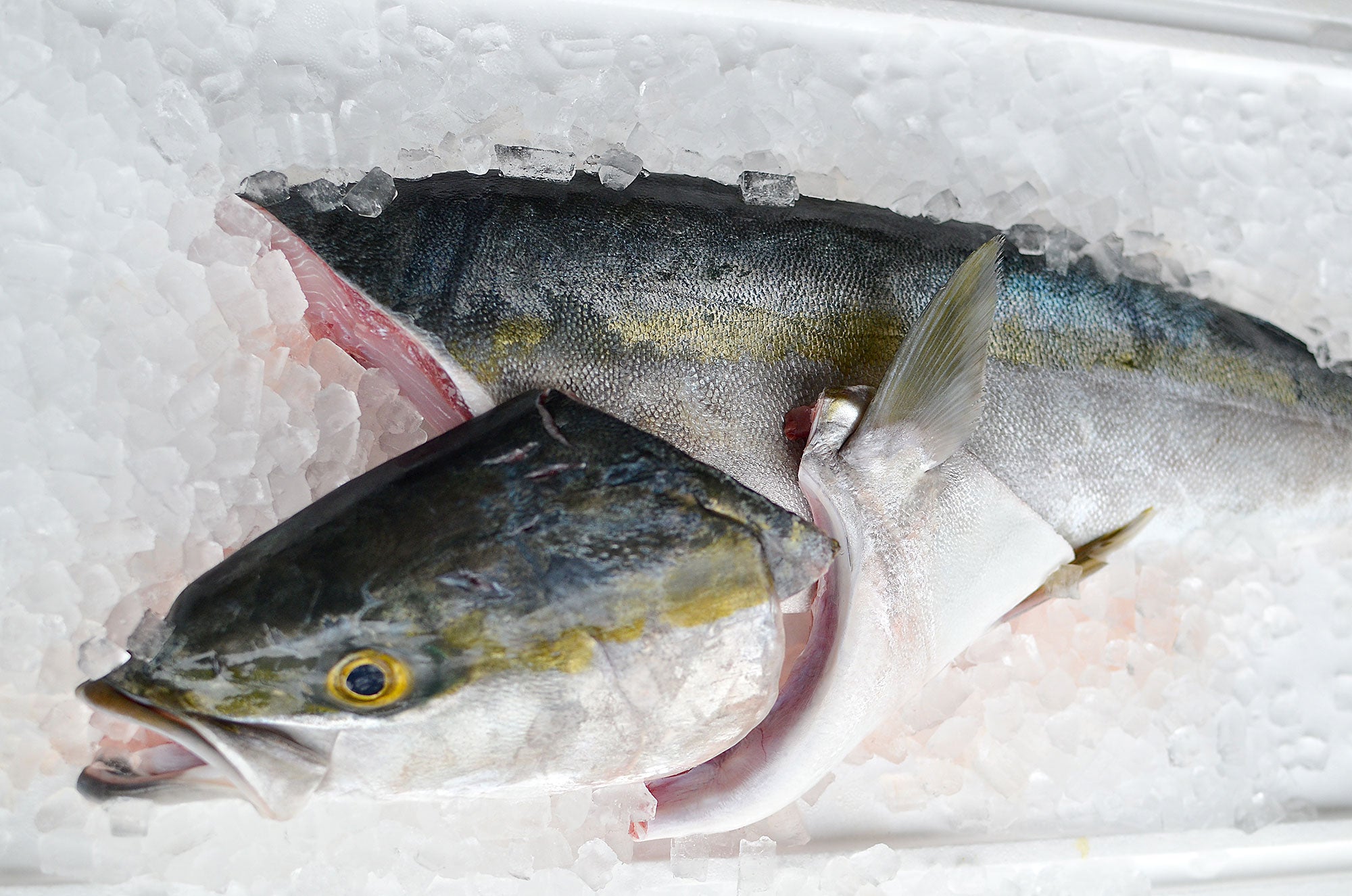 天然寒ブリ 半身アラ付き・全国の料理人も注目する対馬高浜の一本釣り