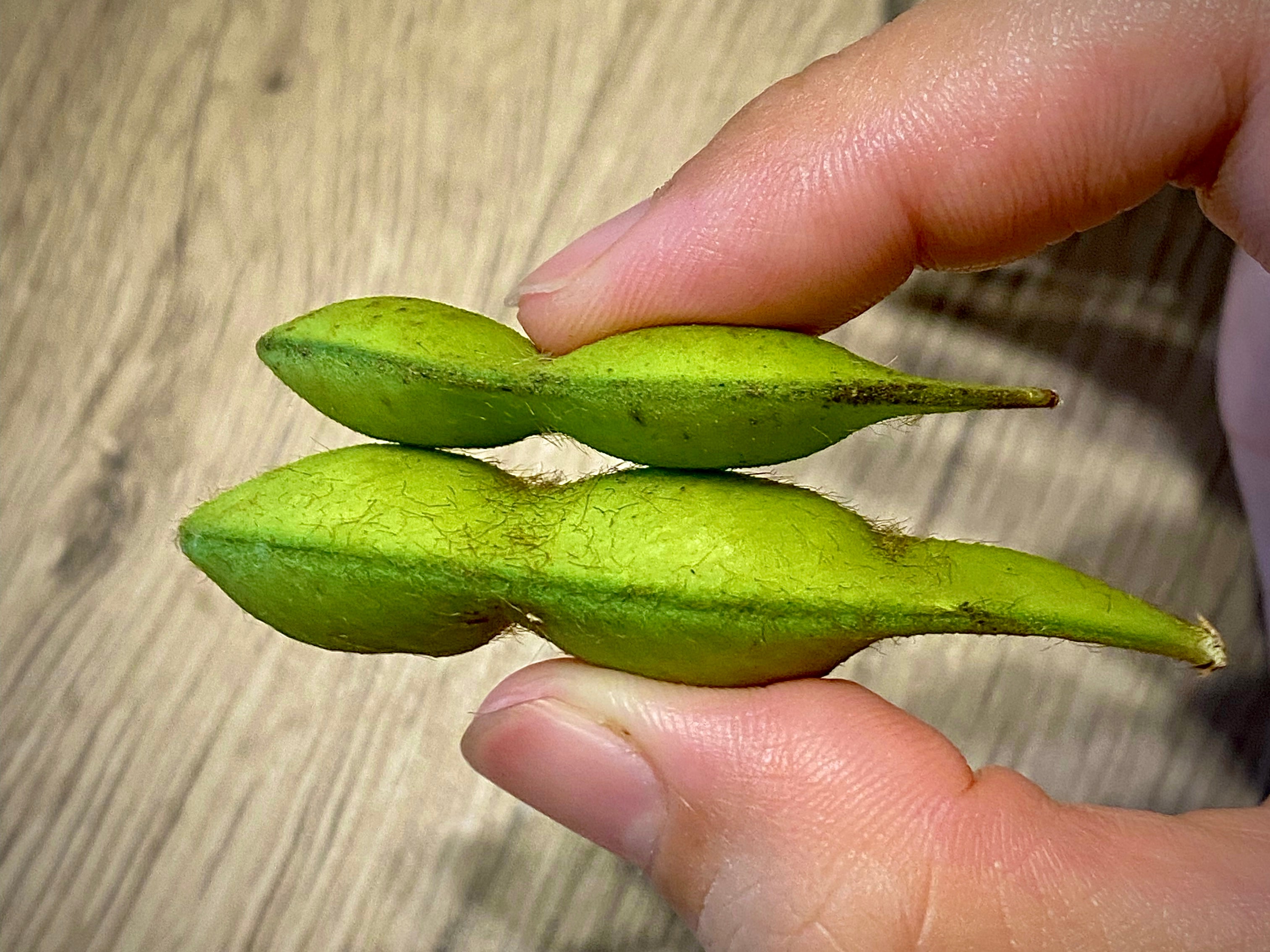 新丹波黒・だだちゃ豆に続く枝豆『たまふくら』極大粒でもっちり甘い超