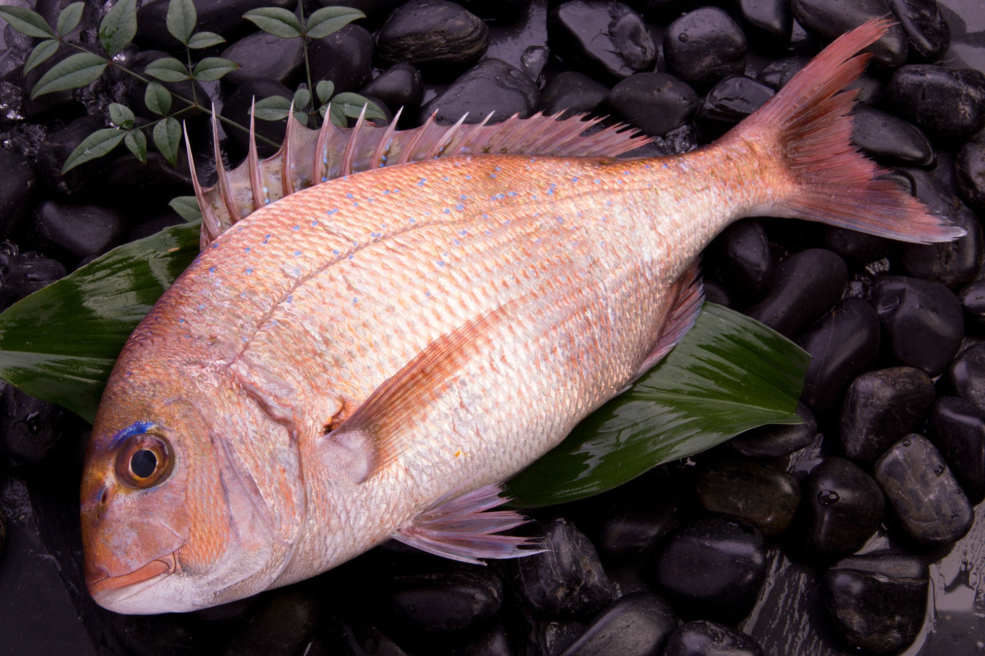 天然真鯛 特大1.2kg【年末お届け】世界有数の漁場で一本釣りにこだわった最高の一尾 – KUUCA