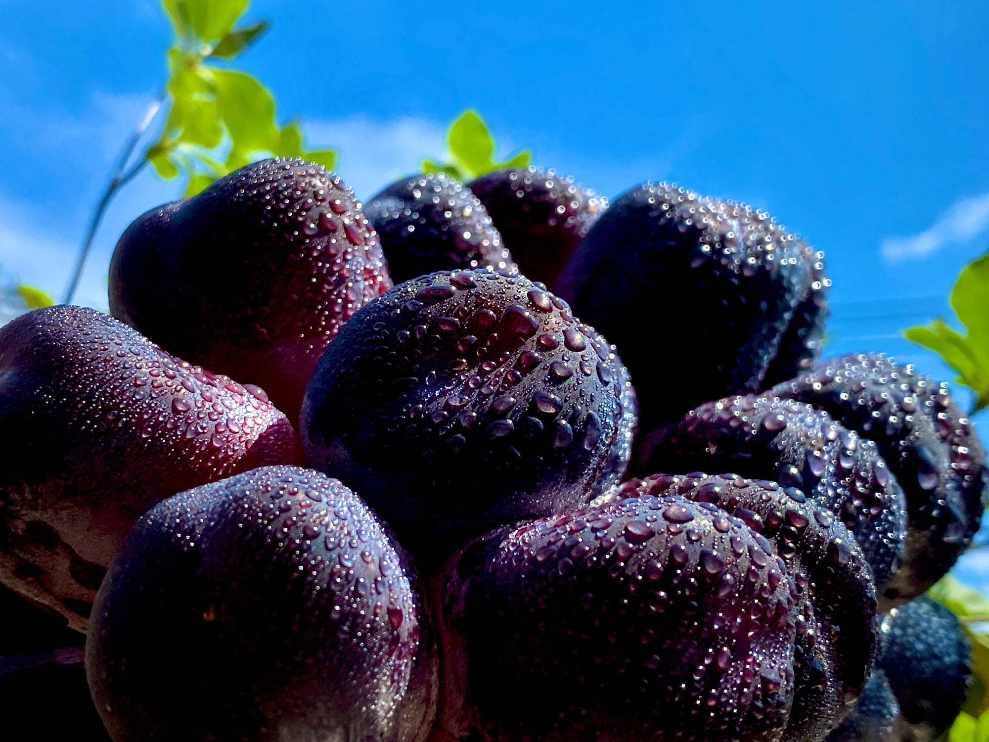 ブラックシャインマスカット『富士の輝』超希少品種！高い糖度と超大粒の果肉を持つ入手困難なブドウ