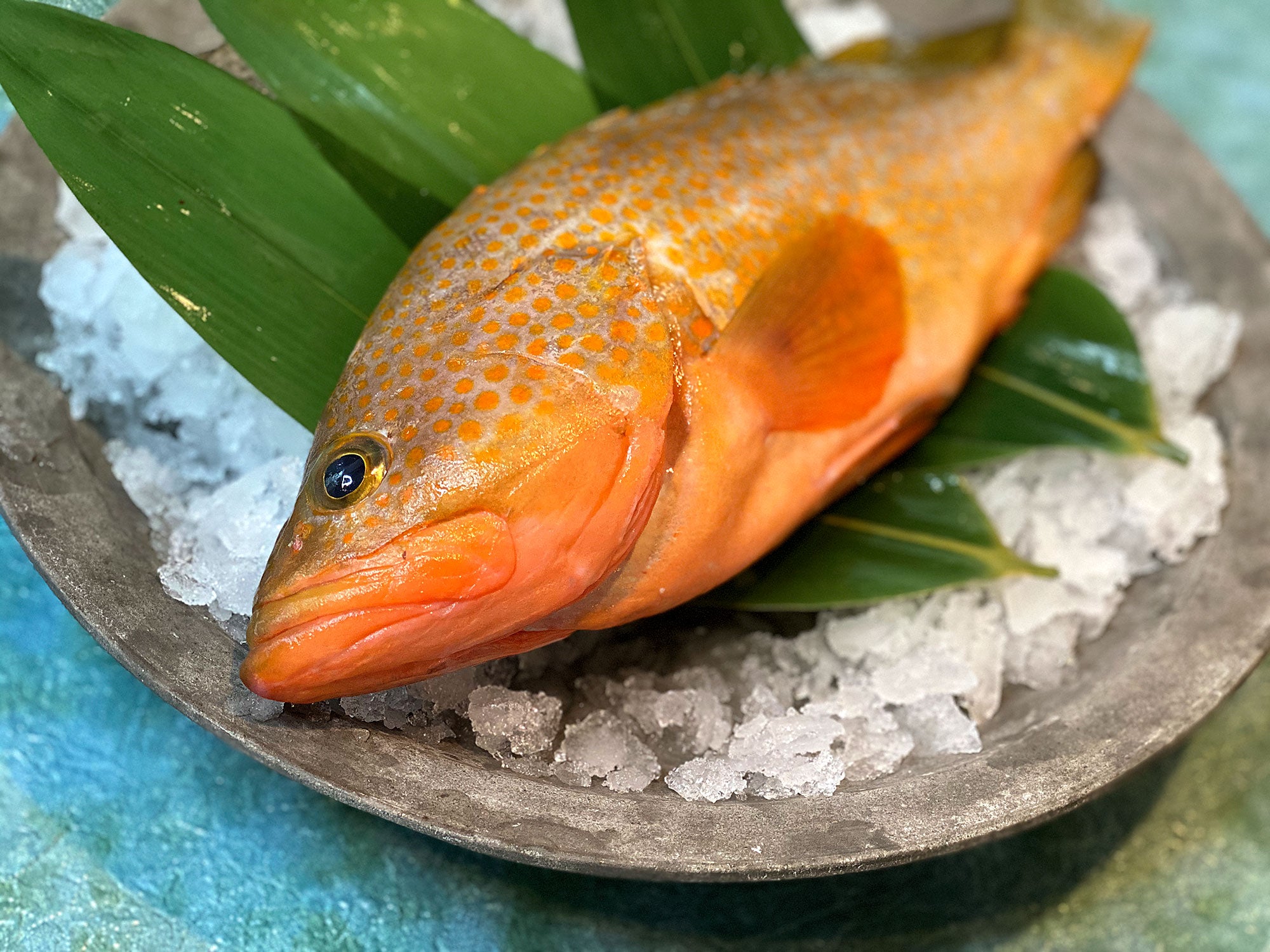 幻の超高級魚「キジハタ（アコウ）」釣りものを活け〆で最高に美味しい白身の逸品