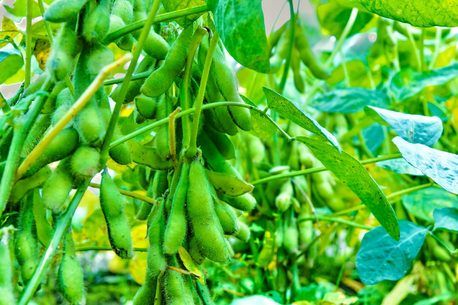 shutterstock_616148090.jpg?v=