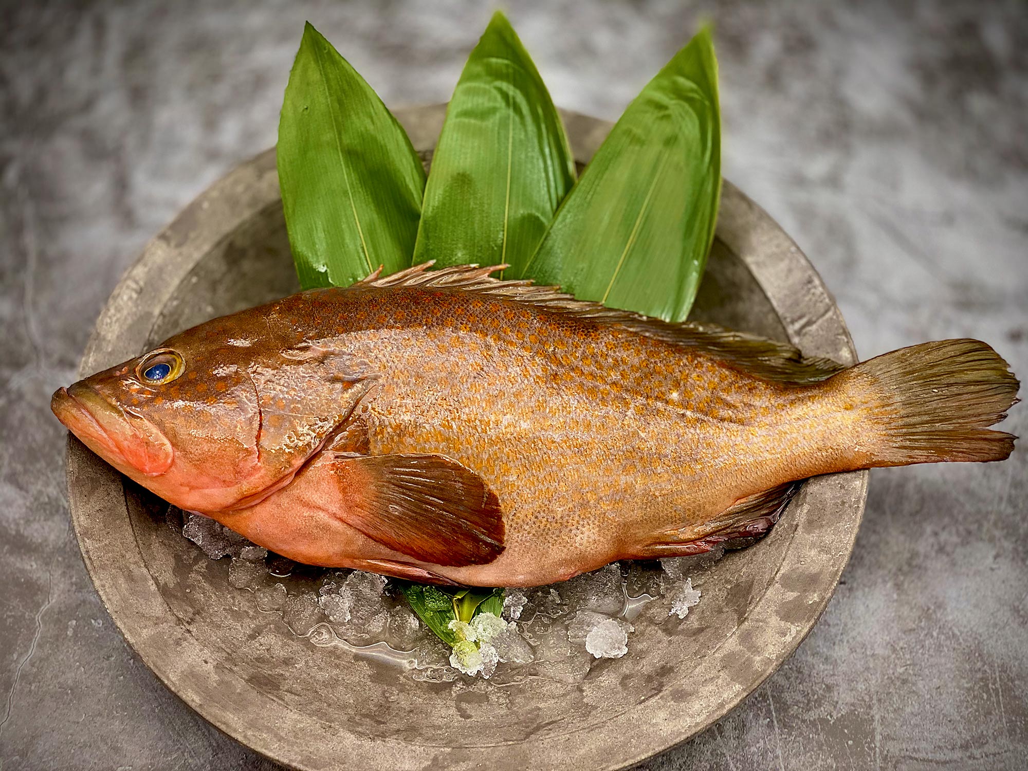 幻の超高級魚「キジハタ（アコウ）」釣りものを活け〆で最高に美味しい白身の逸品 – KUUCA